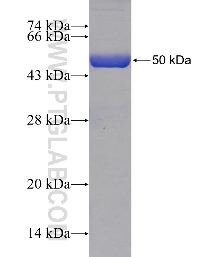 CMBL fusion protein Ag11442 SDS-PAGE