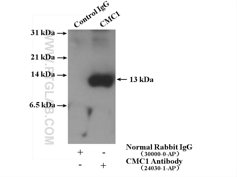Immunoprecipitation (IP) experiment of K-562 cells using CMC1 Polyclonal antibody (24030-1-AP)