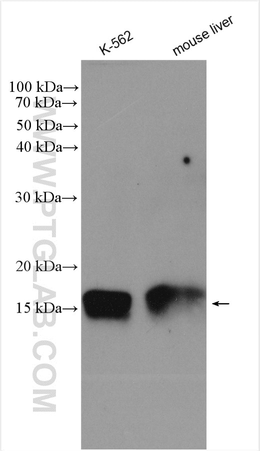 Western Blot (WB) analysis of various lysates using CMC1 Polyclonal antibody (24030-1-AP)