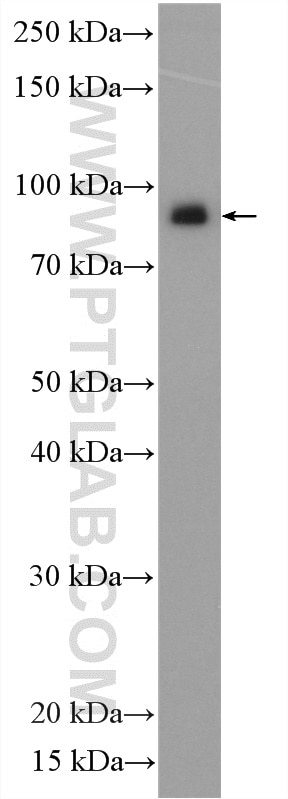 Western Blot (WB) analysis of K-562 cells using CMIP Polyclonal antibody (12851-1-AP)