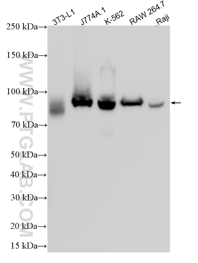 WB analysis using 31407-1-AP Western Blot (WB) analysis of various lysates using CMIP Polyclonal antibody (31407-1-AP)