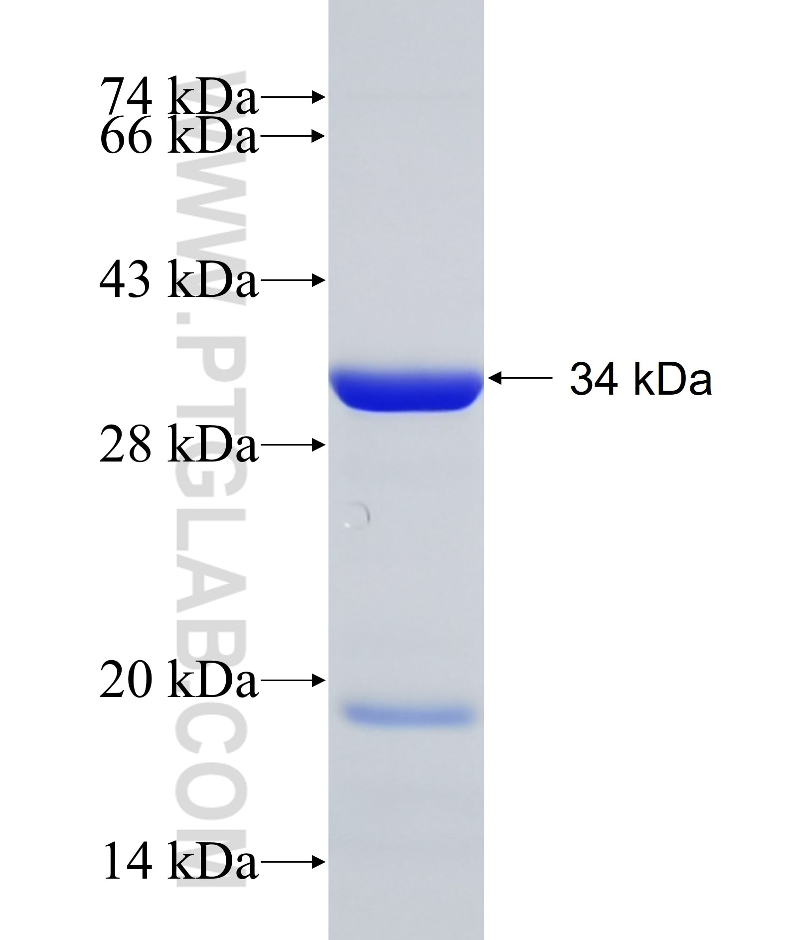 CMIP fusion protein Ag17875 SDS-PAGE