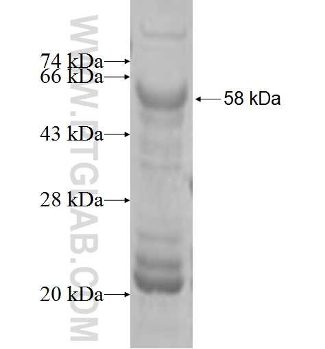 CMIP fusion protein Ag3475 SDS-PAGE