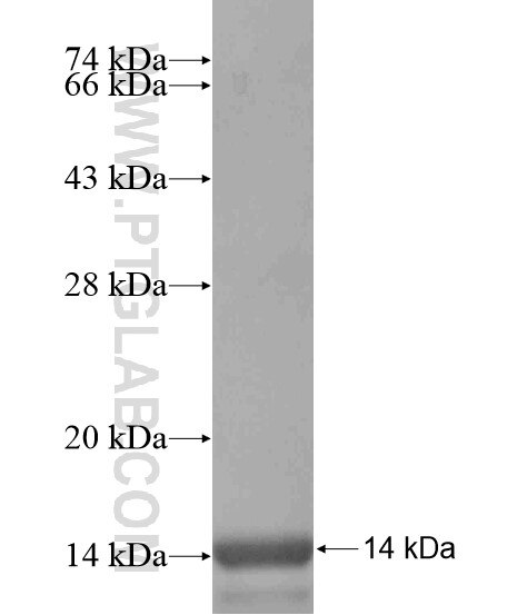 CMKLR1 fusion protein Ag20617 SDS-PAGE