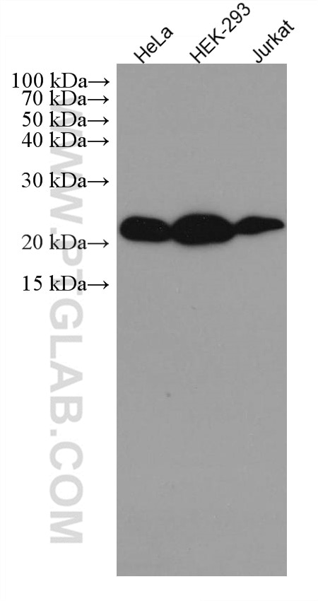 Western Blot (WB) analysis of various lysates using CMPK1 Monoclonal antibody (67519-1-Ig)