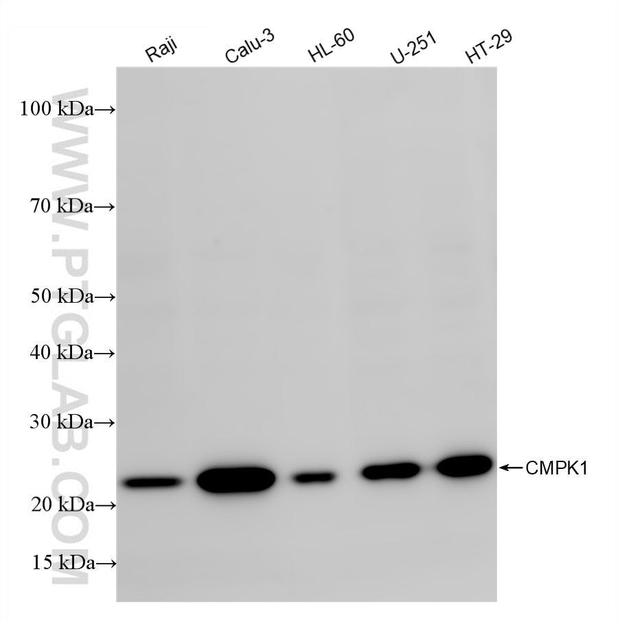 Western Blot (WB) analysis of various lysates using UMP/CMP kinase Recombinant monoclonal antibody (86475-1-RR)