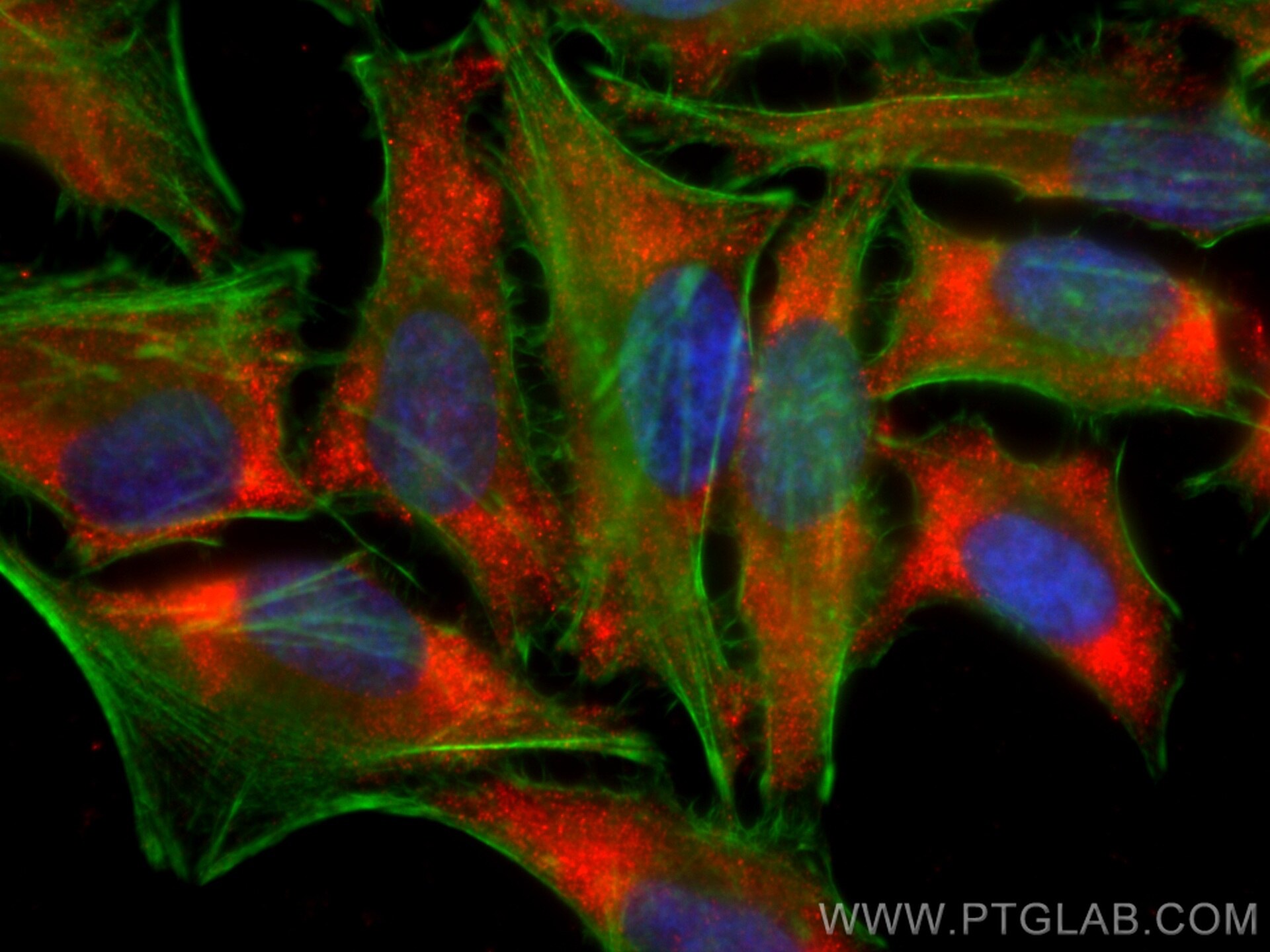 Immunofluorescence (IF) / fluorescent staining of HeLa cells using CoraLite®594-conjugated CMPK1 Monoclonal antibody (CL594-67519)