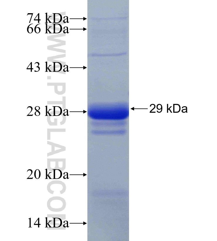 CMPK1 fusion protein Ag30084 SDS-PAGE