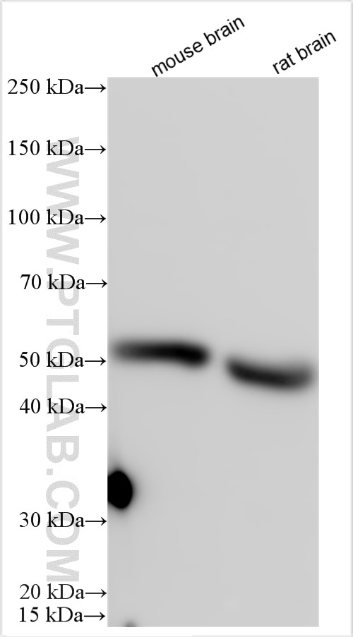 Western Blot (WB) analysis of various lysates using CMPK2 Polyclonal antibody (25877-1-AP)