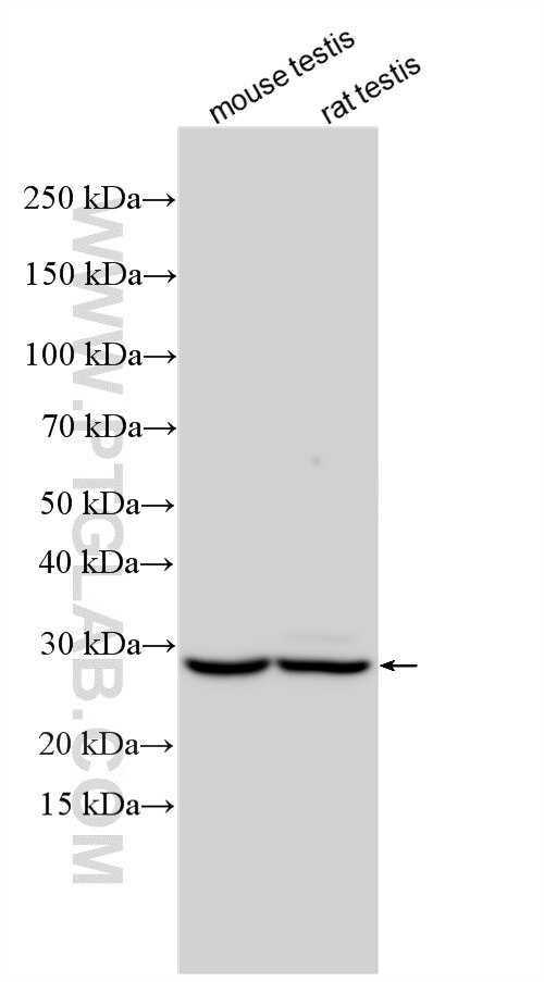 Western Blot (WB) analysis of various lysates using CMTM1 Polyclonal antibody (34038-1-AP)