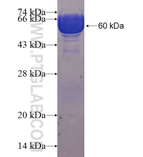 CMTM2 fusion protein Ag2610 SDS-PAGE