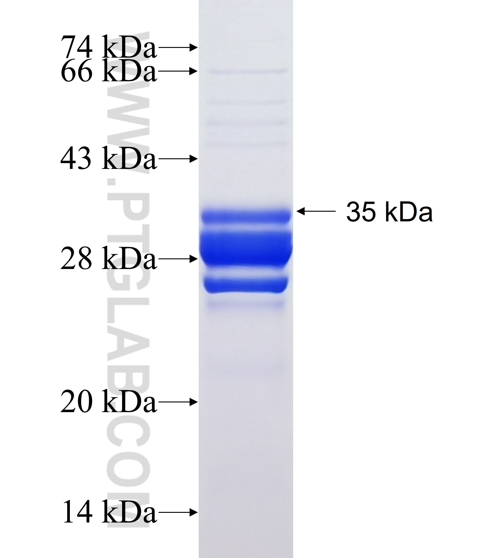 CMTM3 fusion protein Ag14142 SDS-PAGE