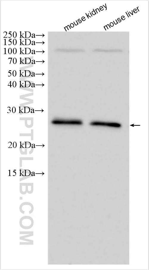 Western Blot (WB) analysis of various lysates using CMTM4 Polyclonal antibody (26559-1-AP)