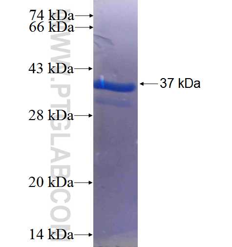 CMTM4 fusion protein Ag23648 SDS-PAGE