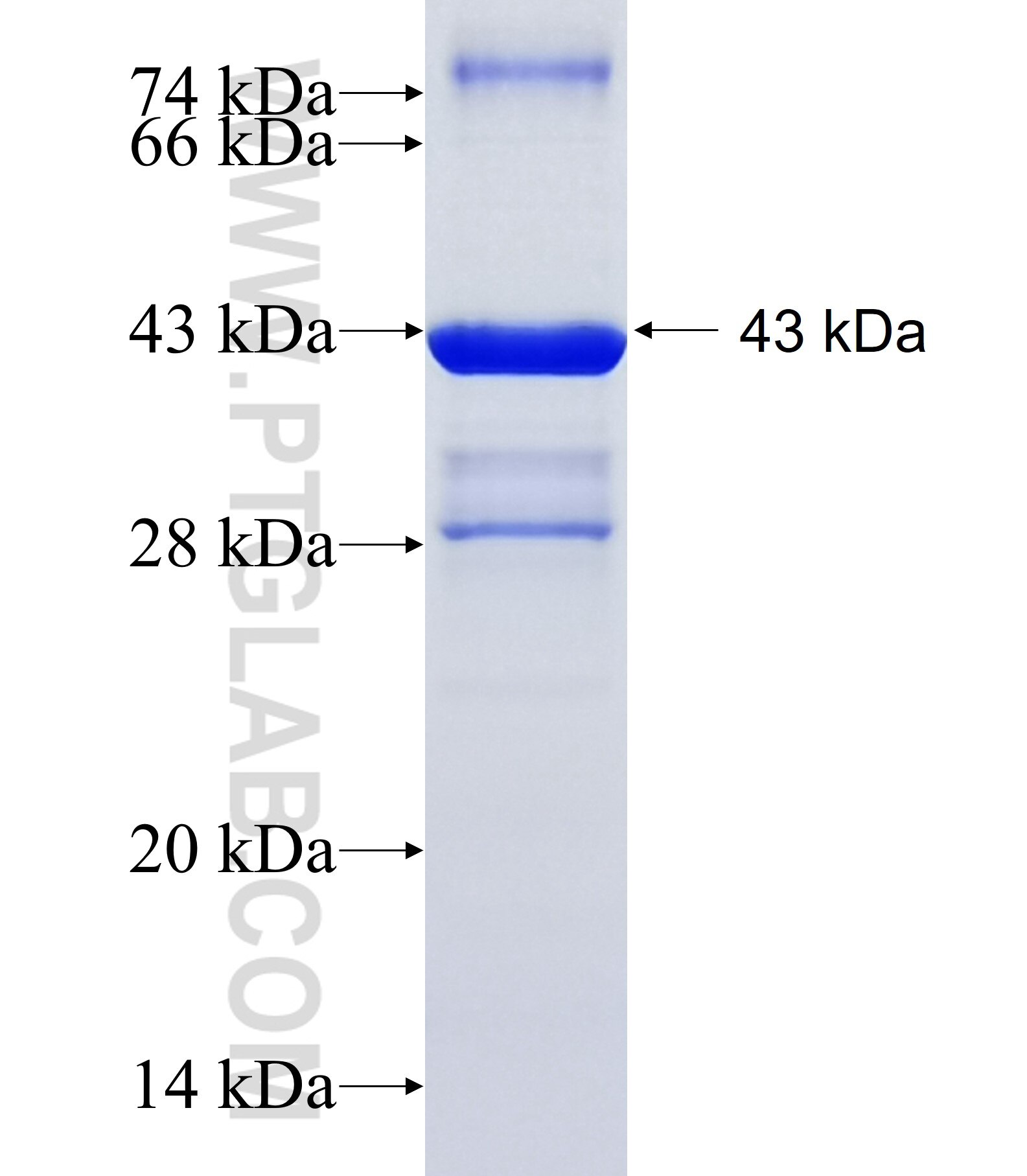 CMTM6 fusion protein Ag34445 SDS-PAGE