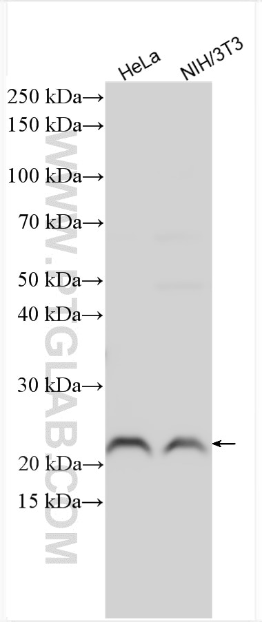 Western Blot (WB) analysis of various lysates using CNBP Polyclonal antibody (12103-1-AP)