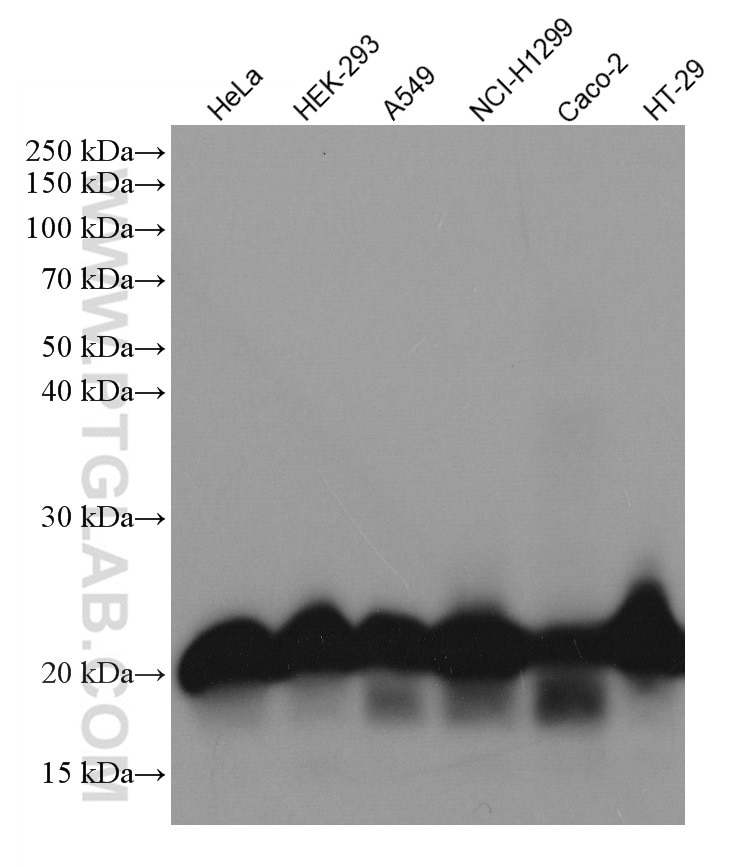 Western Blot (WB) analysis of various lysates using CNBP Monoclonal antibody (67109-1-Ig)