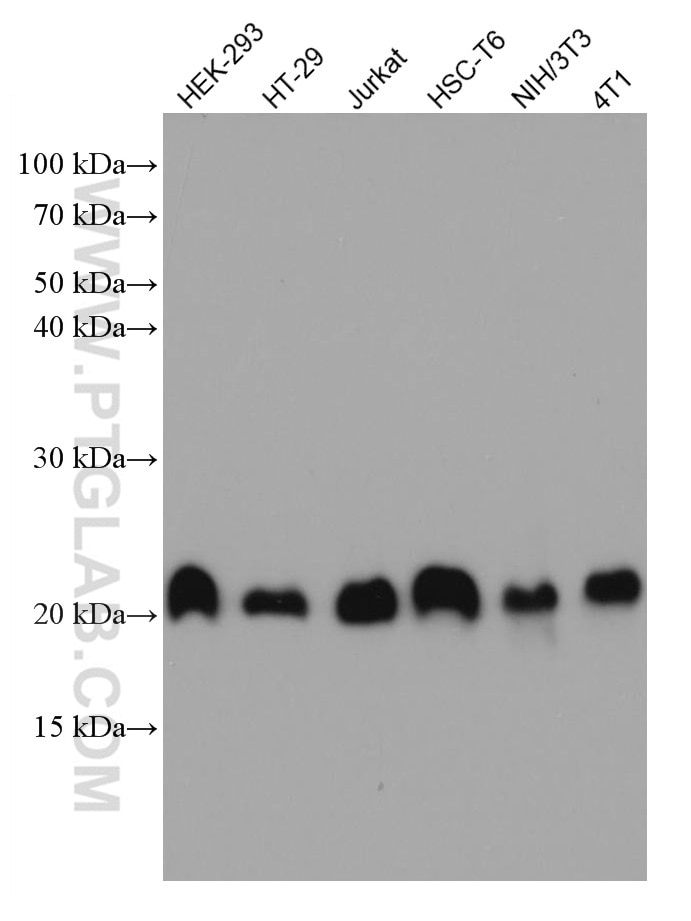 Western Blot (WB) analysis of various lysates using CNBP Monoclonal antibody (67109-1-Ig)