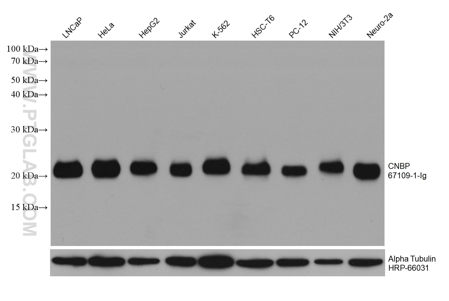 Western Blot (WB) analysis of various lysates using CNBP Monoclonal antibody (67109-1-Ig)