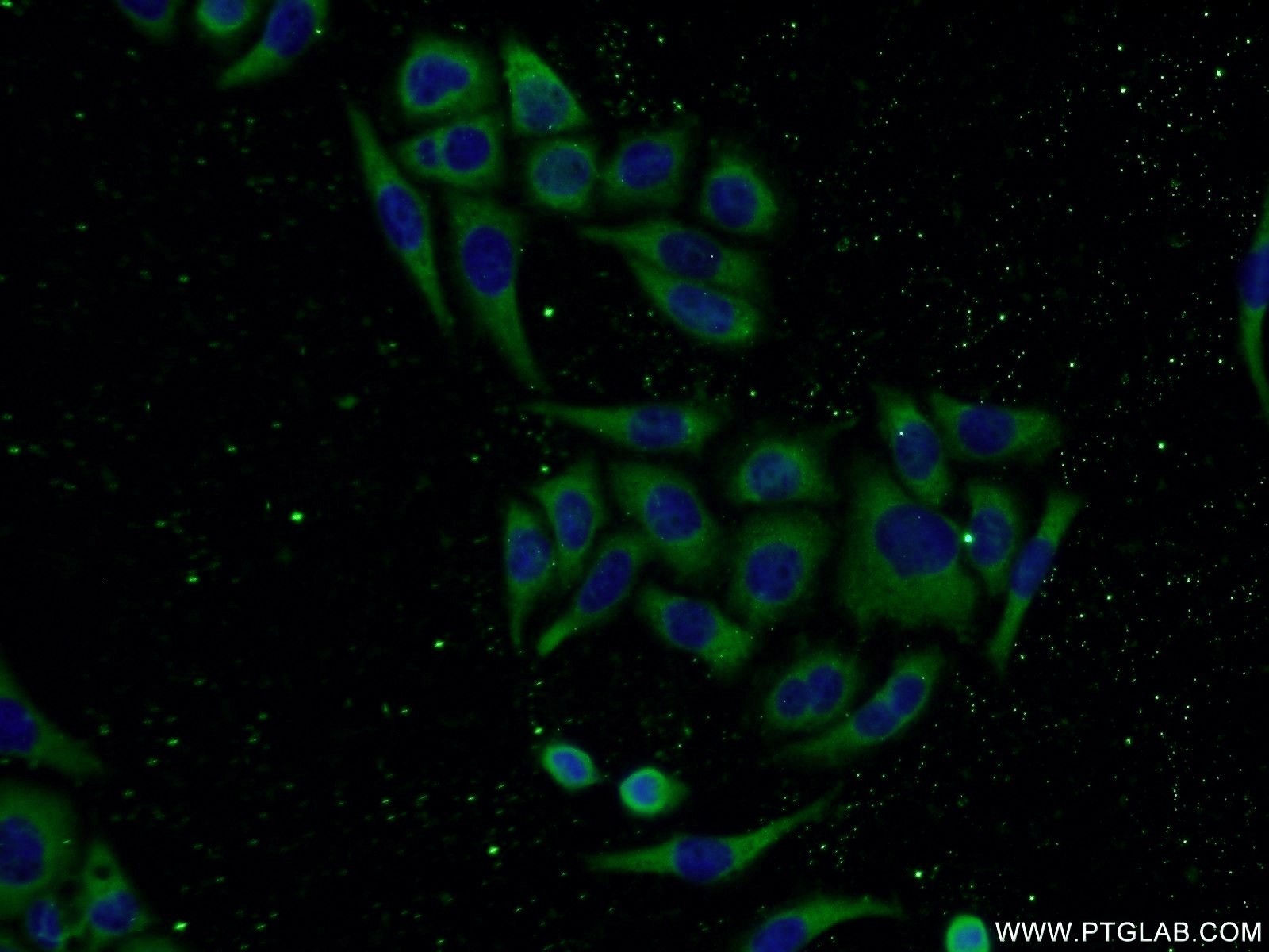 Immunofluorescence (IF) / fluorescent staining of PC-3 cells using CNDP2 Polyclonal antibody (14925-1-AP)