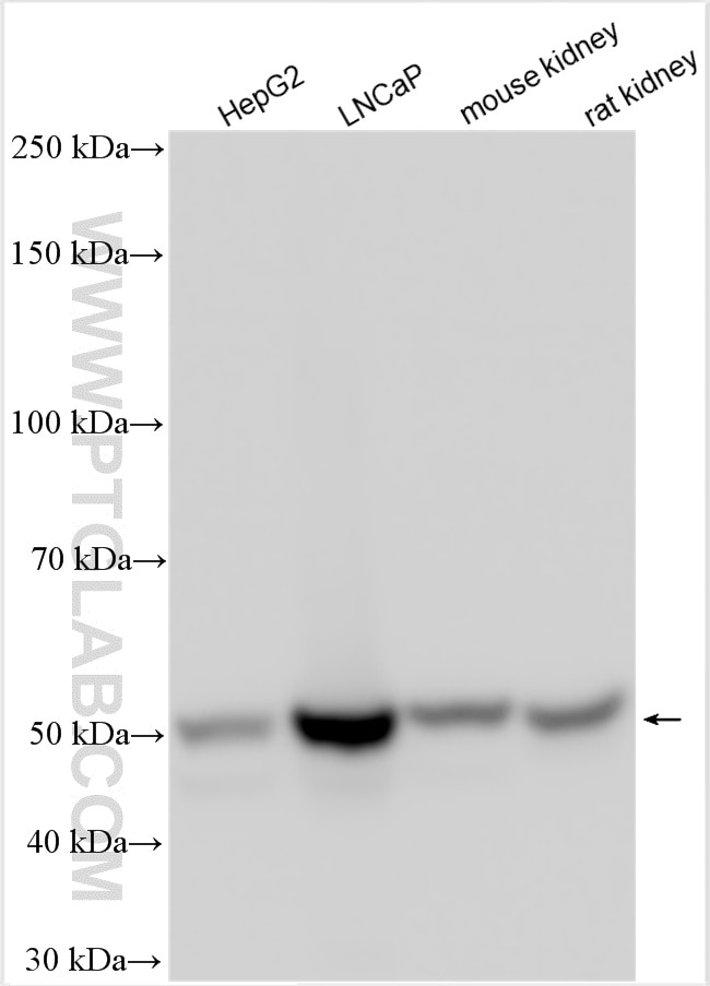 WB analysis using 14925-1-AP