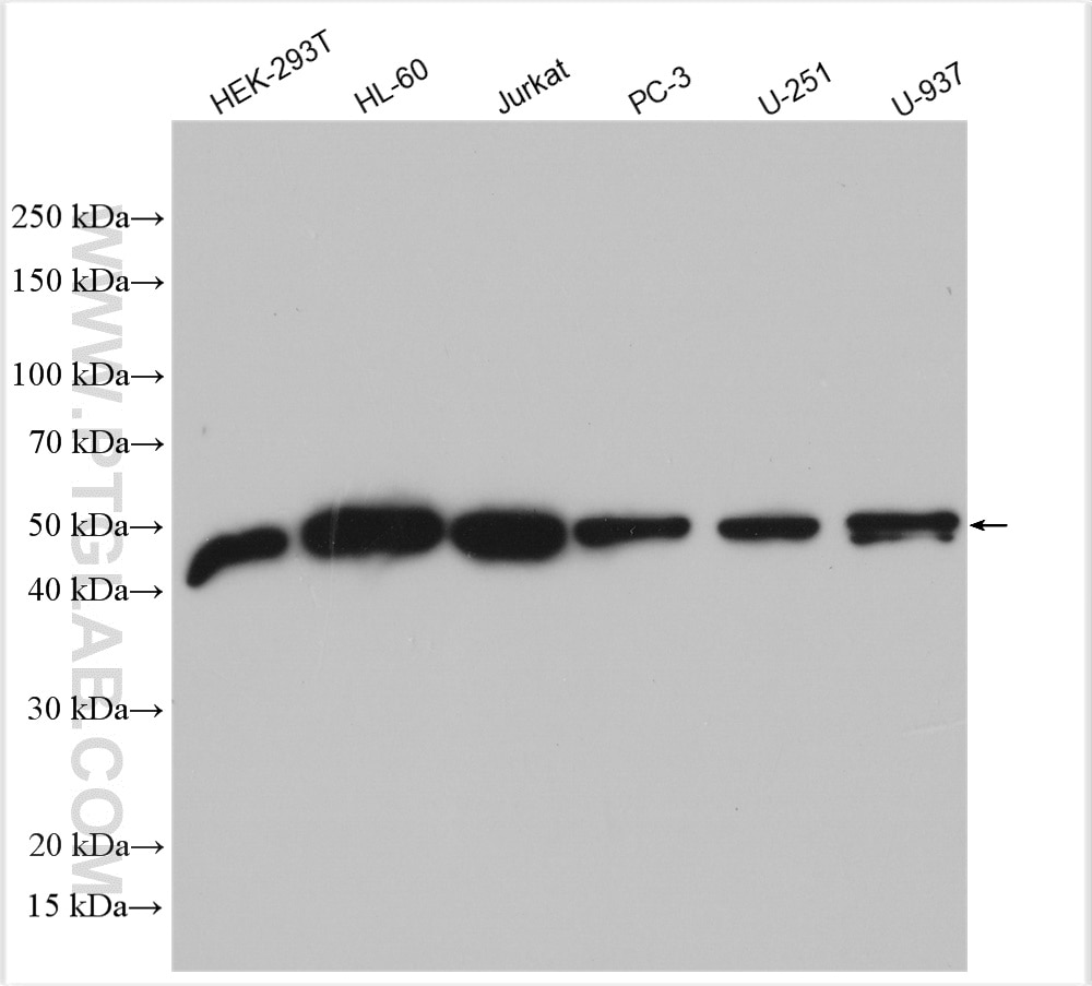 Western Blot (WB) analysis of various lysates using CNDP2 Polyclonal antibody (30025-1-AP)