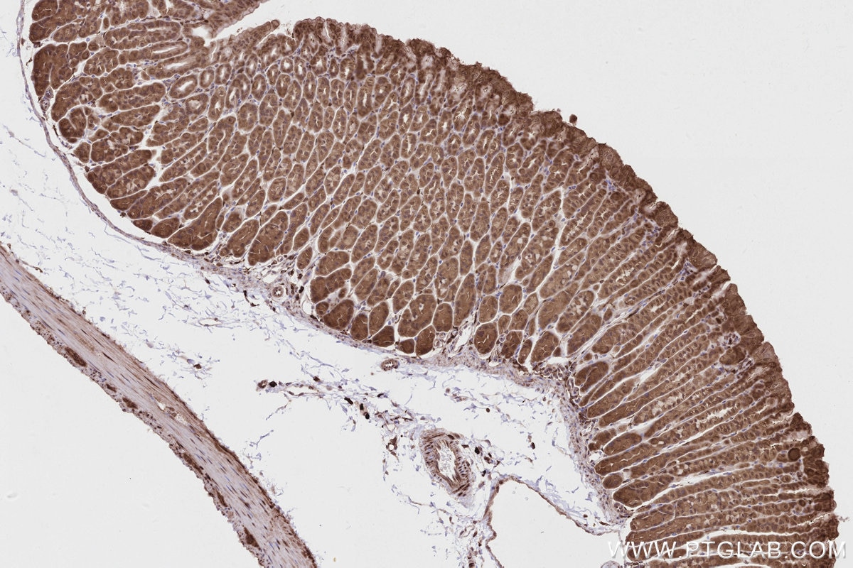 IHC staining of mouse stomach using 84924-7-RR Immunohistochemistry (IHC) staining of mouse stomach tissue using CNDP2 Recombinant monoclonal antibody (84924-7-RR)