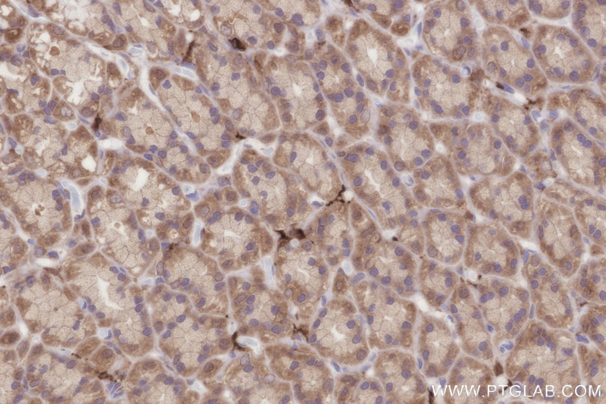 Immunohistochemistry (IHC) staining of rat stomach tissue using CNDP2 Recombinant antibody (84924-7-RR)