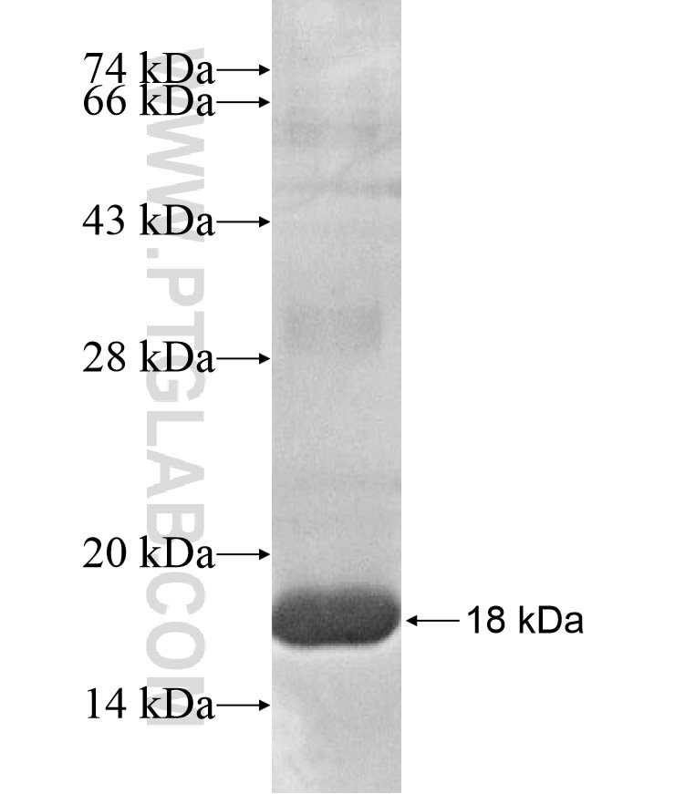 CNFN fusion protein Ag17016 SDS-PAGE