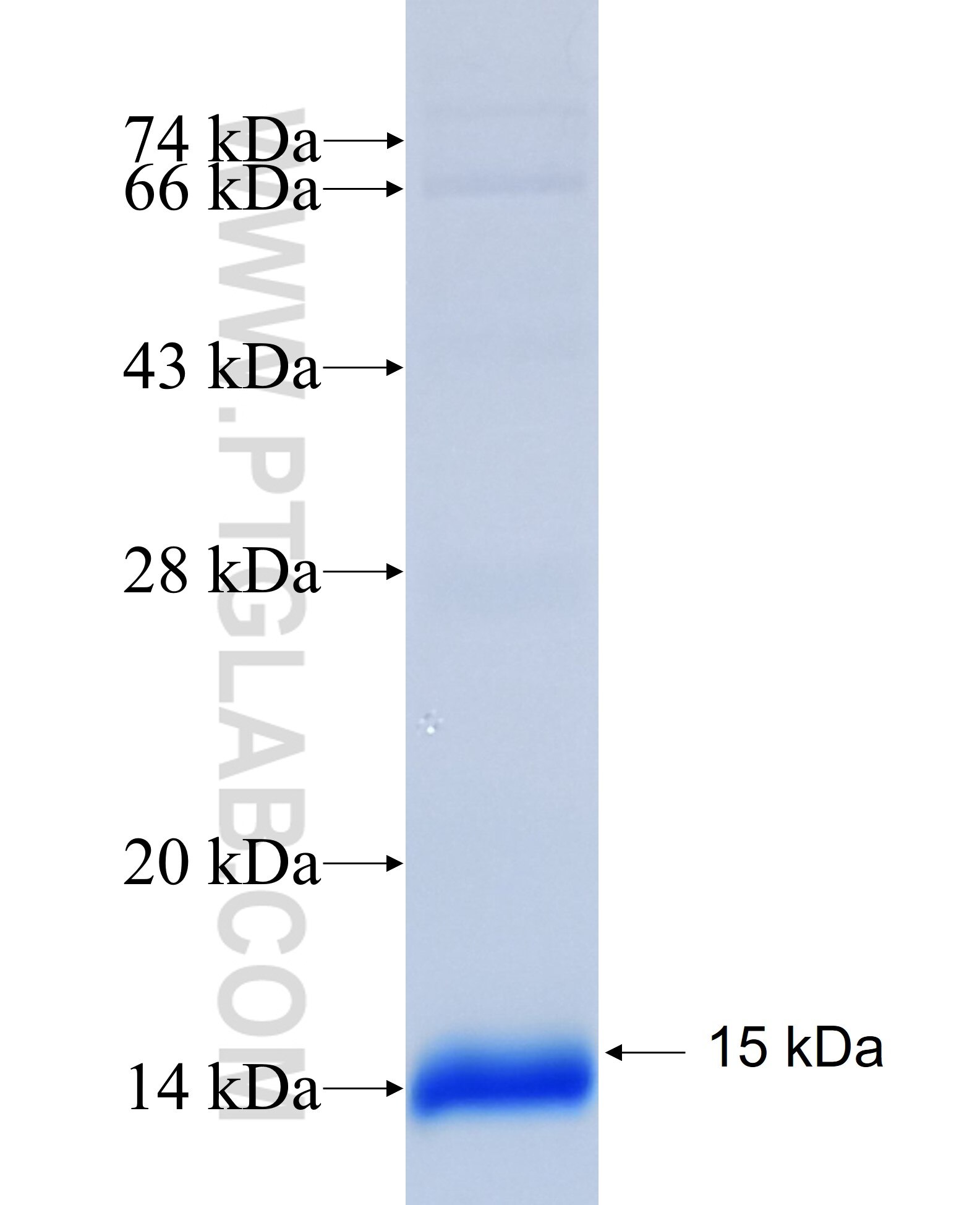 CNFN fusion protein Ag17016 SDS-PAGE