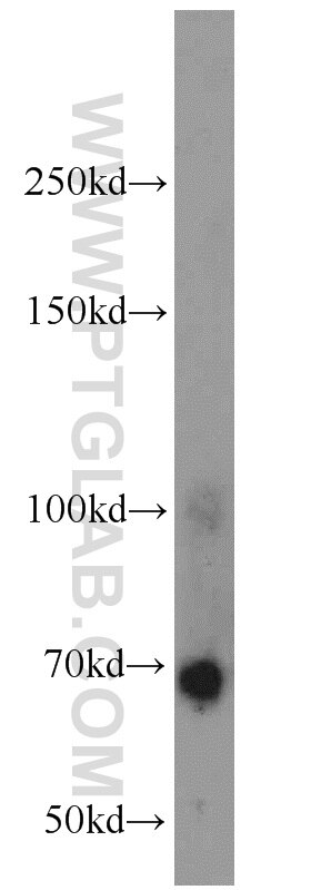 CNGA2
