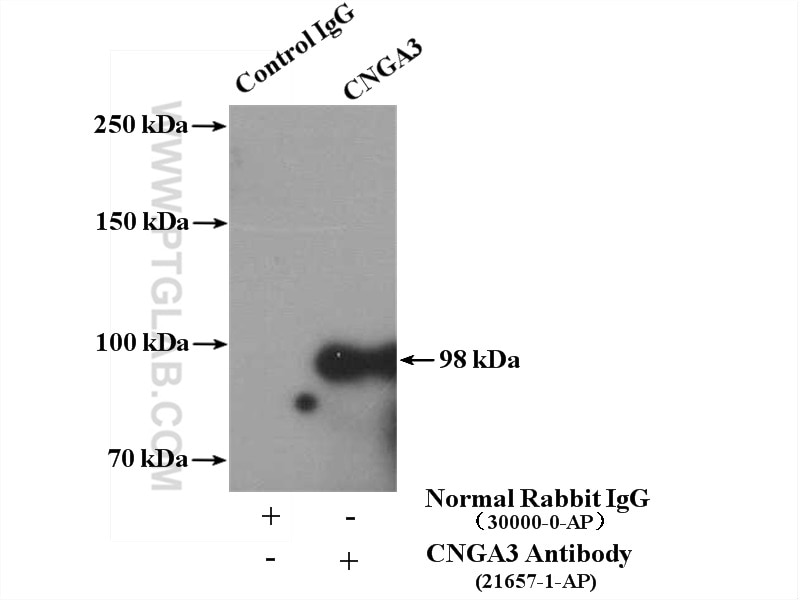 Immunoprecipitation (IP) experiment of mouse brain tissue using CNGA3 Polyclonal antibody (21657-1-AP)