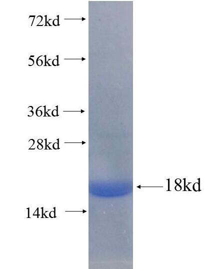 CNGA3 fusion protein Ag17151 SDS-PAGE