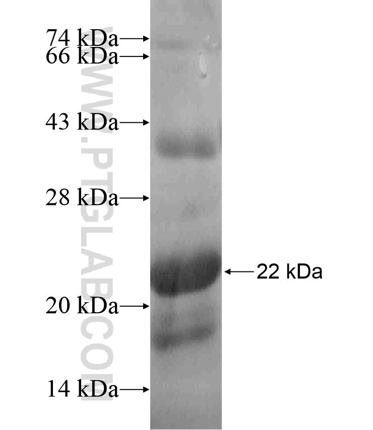 CNGA4 fusion protein Ag17481 SDS-PAGE