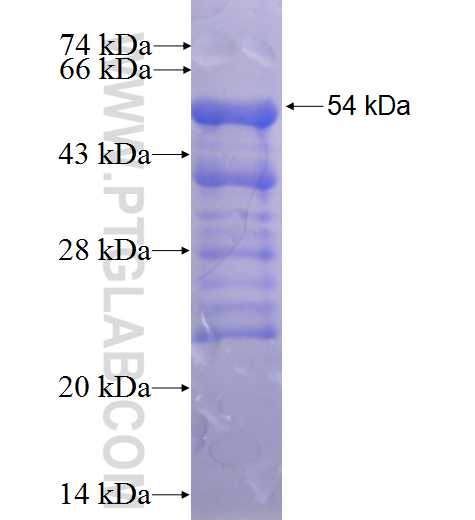 CNGB3 fusion protein Ag23268 SDS-PAGE