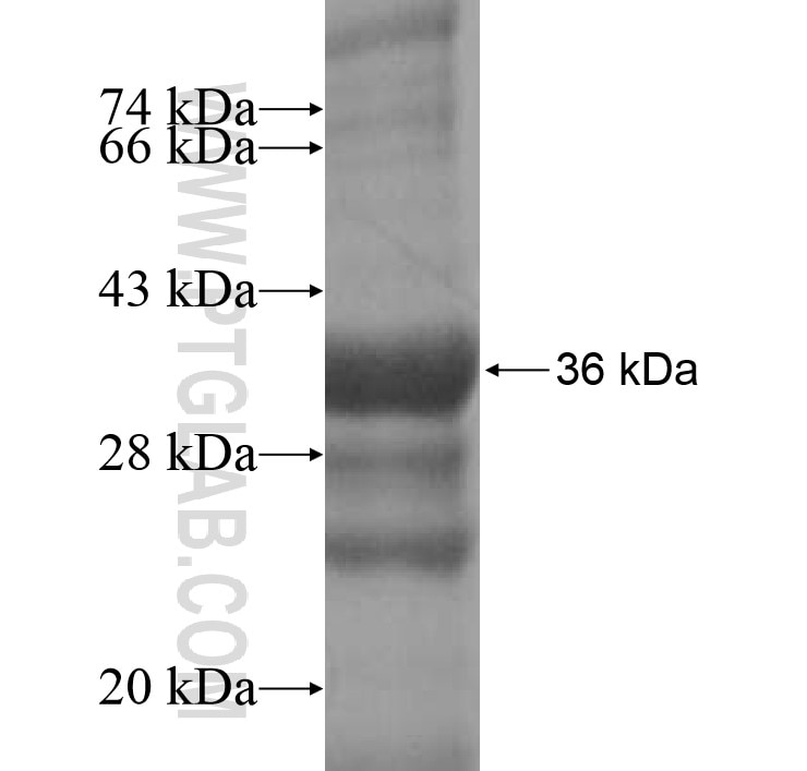 CNIH fusion protein Ag12501 SDS-PAGE