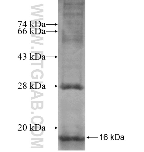 CNIH fusion protein Ag12512 SDS-PAGE