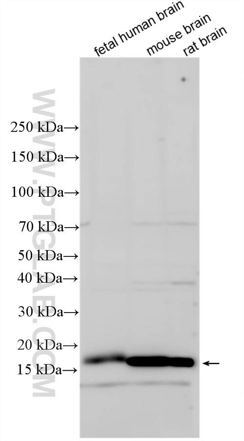 Western Blot (WB) analysis of various lysates using CNIH2 Polyclonal antibody (14260-1-AP)