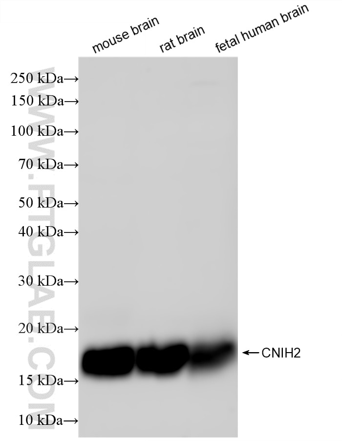 WB analysis using 87838-1-RR (same clone as 87838-1-PBS) Western Blot (WB) analysis of various lysates using CNIH2 Recombinant monoclonal antibody (87838-1-RR)