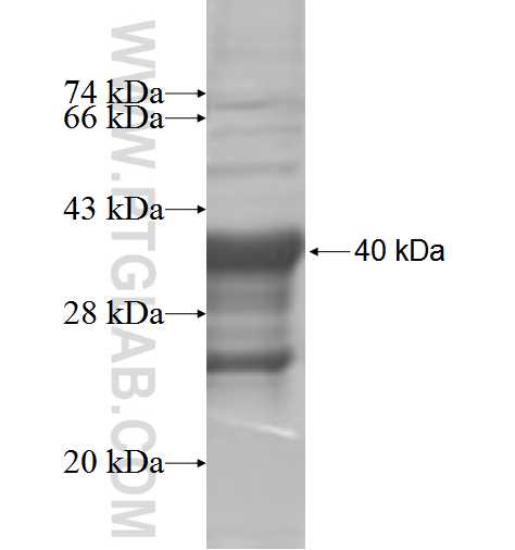 CNIH2 fusion protein Ag5533 SDS-PAGE