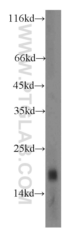 CNIH4