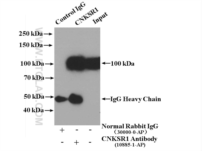 Immunoprecipitation (IP) experiment of HT-29 cells using CNKSR1 Polyclonal antibody (10885-1-AP)
