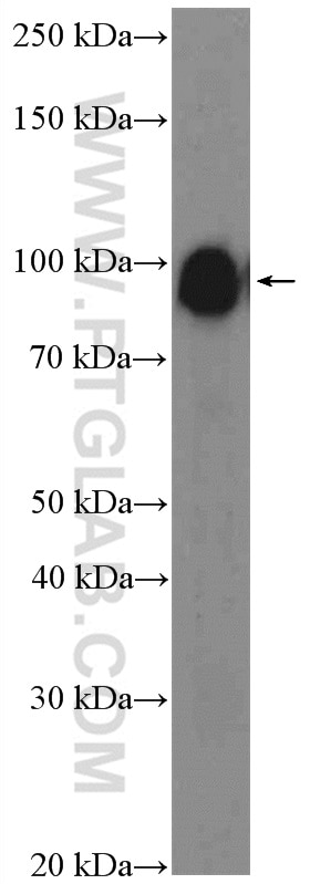 Western Blot (WB) analysis of HT-29 cells using CNKSR1 Polyclonal antibody (10885-1-AP)
