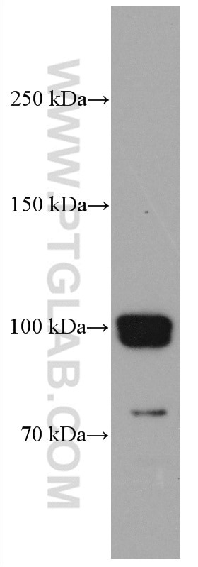 Western Blot (WB) analysis of MCF-7 cells using CNKSR1 Monoclonal antibody (66796-1-Ig)