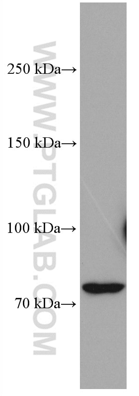 Western Blot (WB) analysis of HEK-293 cells using CNKSR1 Monoclonal antibody (66796-1-Ig)