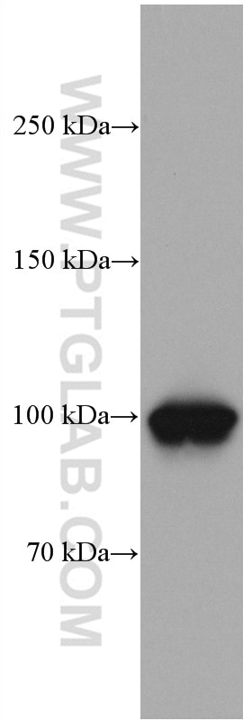 Western Blot (WB) analysis of HT-29 cells using CNKSR1 Monoclonal antibody (66796-1-Ig)