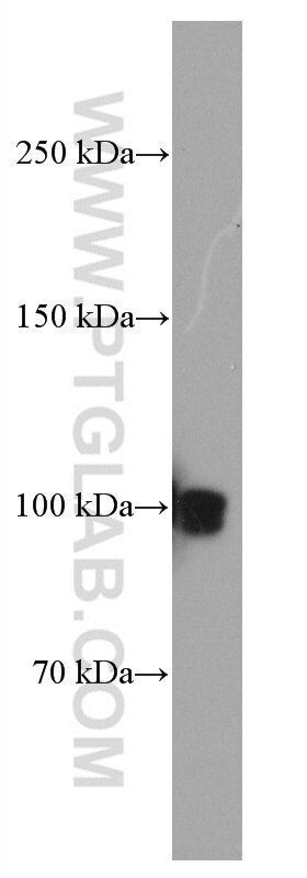 Western Blot (WB) analysis of Caco-2 cells using CNKSR1 Monoclonal antibody (66796-1-Ig)