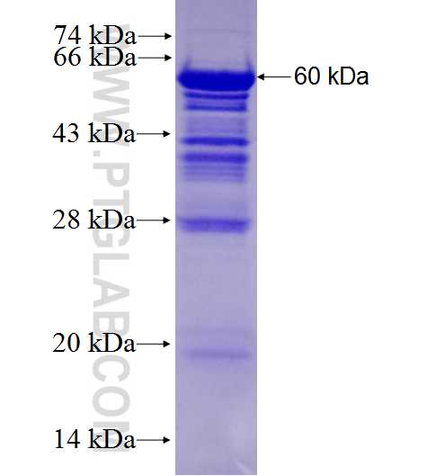 CNKSR1 fusion protein Ag27855 SDS-PAGE
