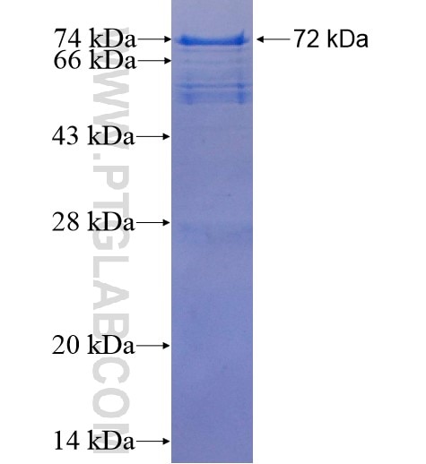 CNKSR1 fusion protein Ag1333 SDS-PAGE
