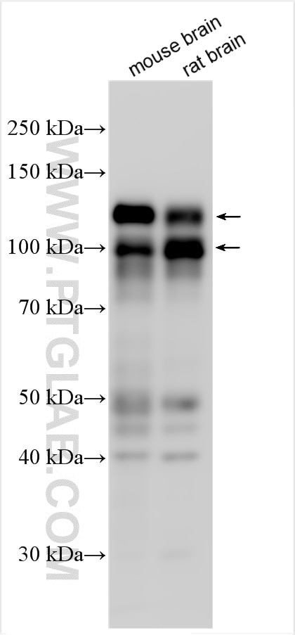 CNKSR2